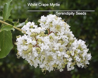 Tropical Tree Seeds -Crepe / Crape Myrtle-25 Heirloom Seeds- Snow White Flowers- Small Tropical Tree -Shrub