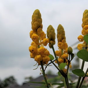 10 Heirloom Tropical  Seeds - Christmas Candle Flower -Container or Standard -Cassia alata Save Big on More Packs Mix and Match! Sale!