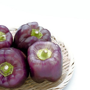Pepper Seeds -Purple Beauty Sweet Pepper -20 Heirloom  Vegetable Seeds