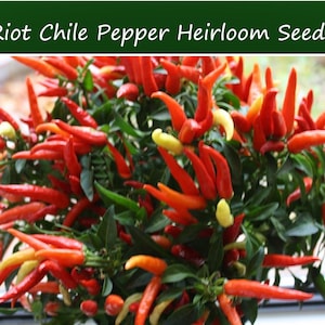 Pepper Seeds-Riot Chile Pepper - 10 Seeds- -All Natural  -Vibrant Fruit Color- Very Hot- Limited Supply