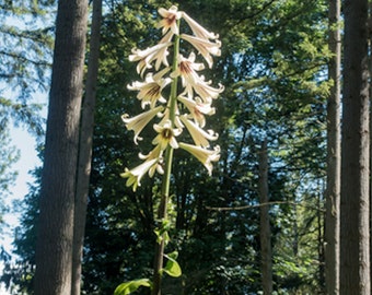 20 seeds --Giant Himalayan Lily Largest of all Lilies! Grows 6-8 feet -  Cardiocrinum giganteum