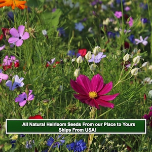Pu&ograve; includere: Un campo di fiori selvatici di vari colori, tra cui rosa, viola, blu, bianco e arancio. I fiori crescono in un rigoglioso campo verde. Il testo "All Natural Heirloom Seeds From our Place to Yours Ships From USA!" &egrave; visualizzato nella parte inferiore dell'immagine.
