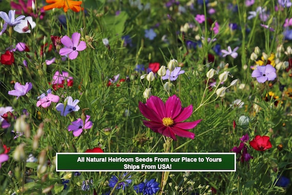 250 Serendipity's Heirloom Flower Garden Seed Mix!