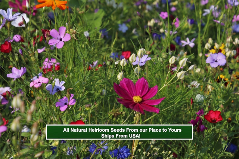 Pu&ograve; includere: Un campo di fiori selvatici di vari colori, tra cui rosa, viola, blu, bianco e arancio. I fiori crescono in un rigoglioso campo verde. Il testo "All Natural Heirloom Seeds From our Place to Yours Ships From USA!" &egrave; visualizzato nella parte inferiore dell'immagine.