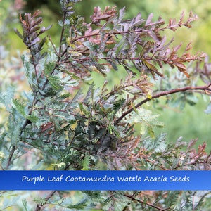 Tropical Seeds-Golden Mimosa-Purple Foliage-10 Heirloom Seeds --Acacia Baileyana purpurea-Save Big on More Packs -Mix and Match- Sale!