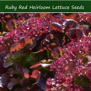 Vegetable Seeds - Ruby Red Leaf Lettuce 250 Heirloom SEEDS Colorful-Save Big on More Packs -Mix and Match- Sale!