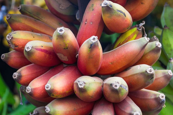 Semillas De Plátano Azul – 25 Unidades, Fáciles De Cultivar En Jardín O Maceta