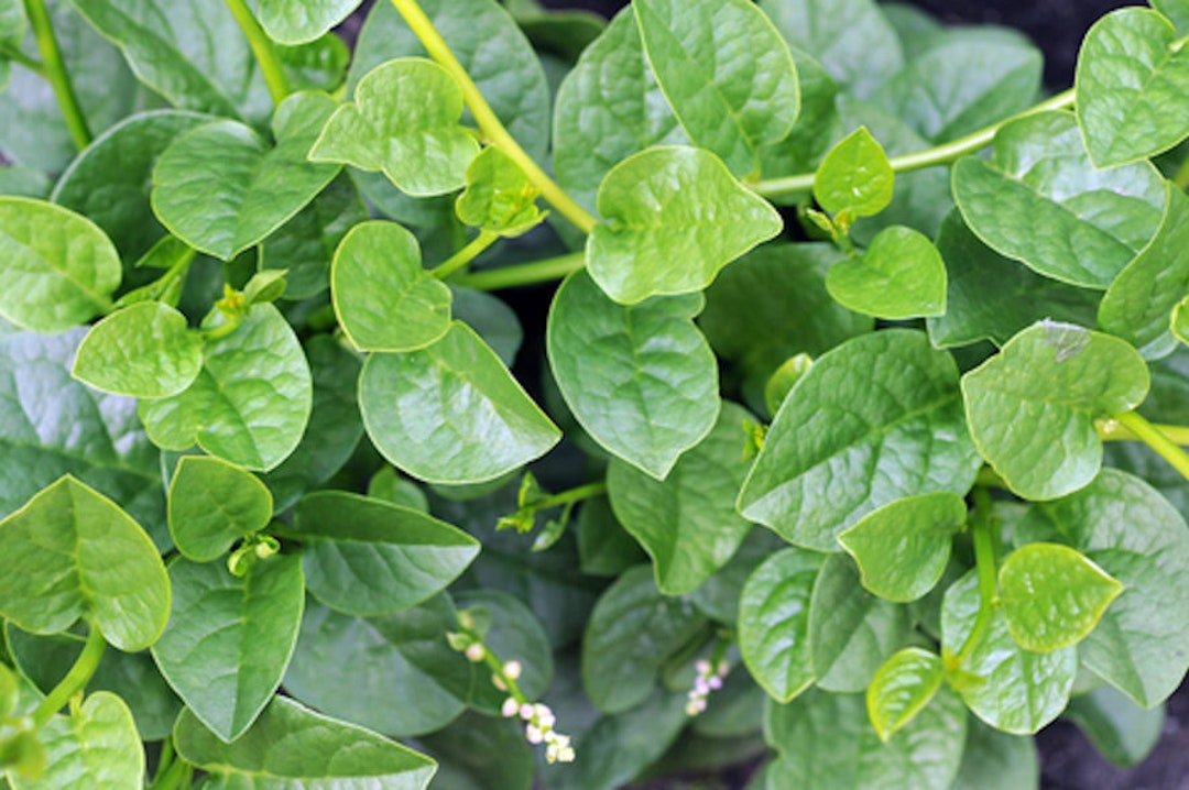 Basella Alba 20 Seeds Indian Malabar Spinach Asian Cuisine