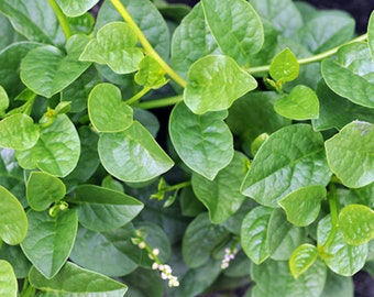 Basella alba -20 Seeds Indian Malabar Spinach Asian Cuisine  -Greenhouse Tropical Gardening- Patio Plant