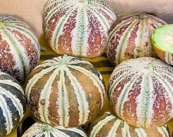 10 Rare Heirloom Seeds- Kajari Melon -Heirloom - Brilliant Colors!