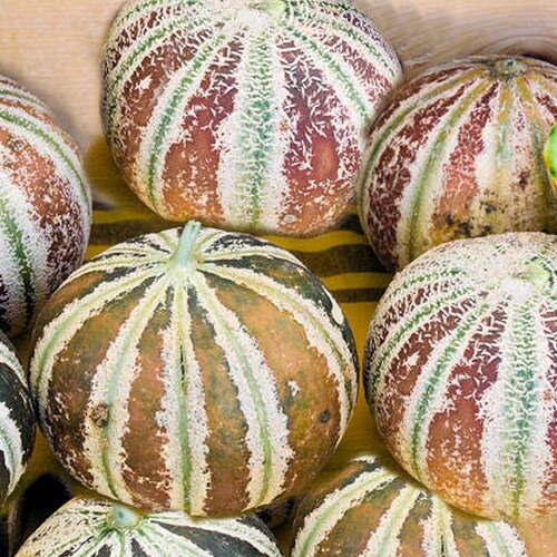 10 Rare Heirloom Seeds- Kajari Melon -Heirloom - Brilliant Colors!