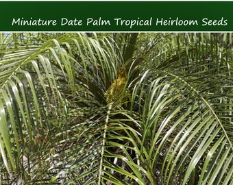 Tropical Seeds -Miniature Date Palm -10 Heirloom Seeds -Small and Compact- Phoenix roebelinii