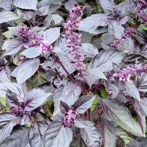 May include: A close-up of a purple basil plant with dark green leaves and purple flowers.