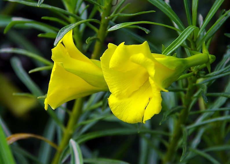 3 RARE seeds Yellow Oleander Small Tropical Shrub Ornamental Container Gardening Thevetia Peruviana seed pack image 1