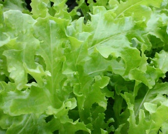 Vegetable Seeds - Green Oakleaf Lettuce SEEDS -250 Heirloom Seeds