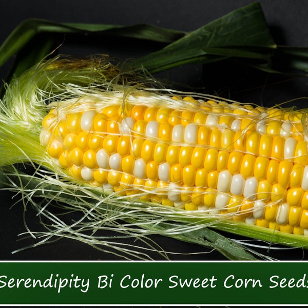 Vegetable Seeds-Serendipity Sweet Corn-100 Seeds! Super Sweet! Bi Color- Our most popular- 82 Days