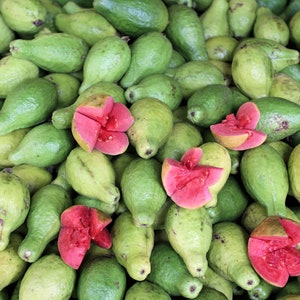 10 Tropical Seeds - Tropical Guava -Red Apple-  Psidium guajava -Save Big on More Packs -Mix and Match! Sale!
