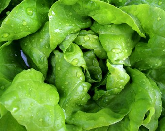 250 Heirloom Vegetable Seeds - Buttercrunch Butterhead Lettuce