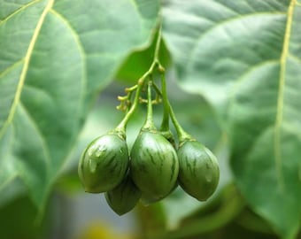 Tropical-Rare Yellow Tropical Tree Tomato -10 Seeds- Tropical Container Gardening -  Ornamental -Solanum Betacea