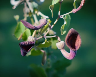 25 Heirloom Tropical Seeds- Dutchmans Pipe -- Aristolochia tagala