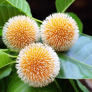 2 Packs of 20 Seeds Each -Kadam Tree - Evergreen Tropical-Neolamarckia cadamba-Save Big on More Packs -Mix and Match! Sale!