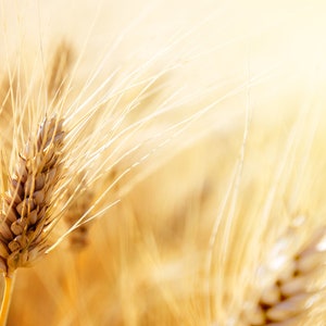 Organic Einkorn Ancient Heirloom Wheat -Container Pots or Direct Sow-Select Quantity Below-Save Big on More Packs -Mix and Match- Sale!