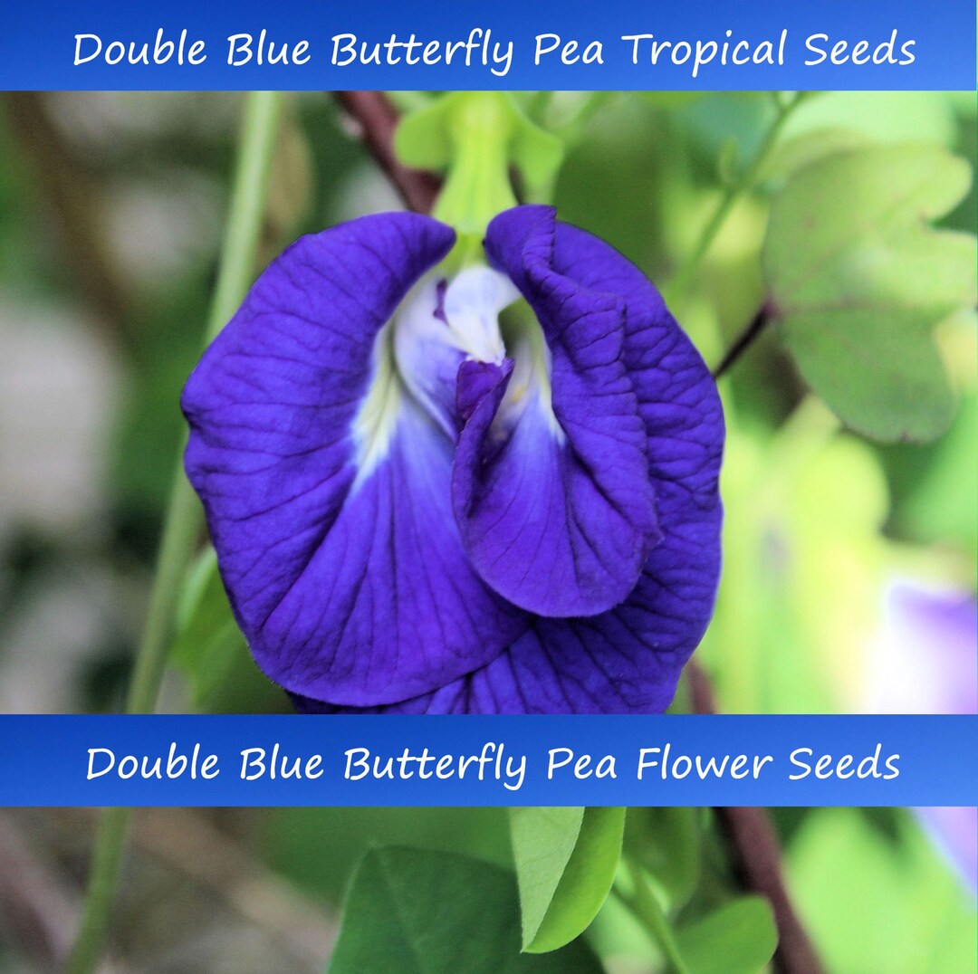 Tropical Flower Seeds double Blue Butterfly Pea 10 Seeds vivid Flower