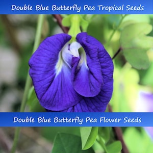 Tropical Flower Seeds -Double Blue Butterfly Pea -10 Seeds  -Vivid Flower sun shade -Clitoria ternatea See Listing Below