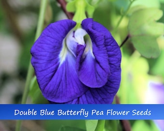 Tropical Flower Seeds -Double Blue Butterfly Pea -10 Seeds  -Vivid Flower sun shade -Clitoria ternatea See Listing Below