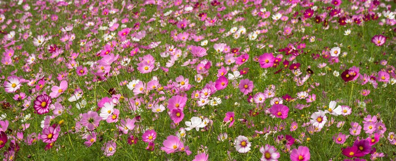 Flower Seeds Cosmos Sensation 100 Heirloom Seeds Border Gardens Cut Flowers image 3