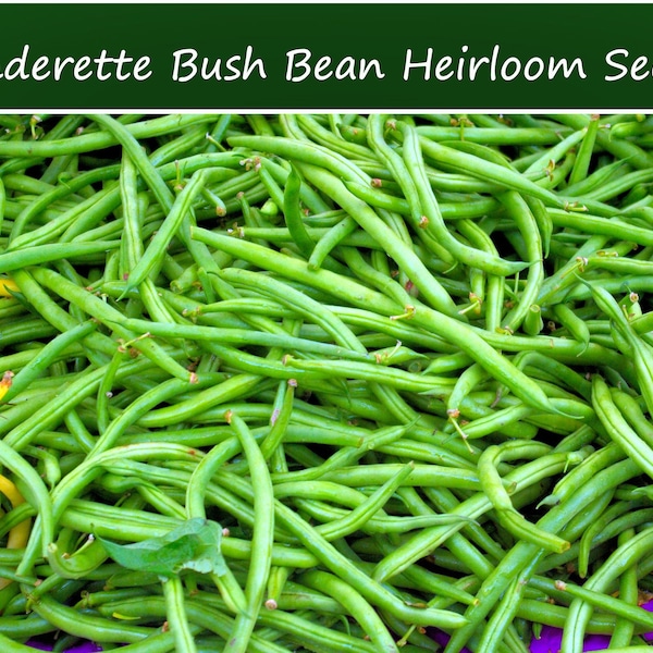 Vegetable Seeds- Bean-Slenderette Bush Bean- 100 seeds - 5-6 inch pods No Staking! High Yields- Long- Crisp- Tasty -Fresh -Canned or Frozen