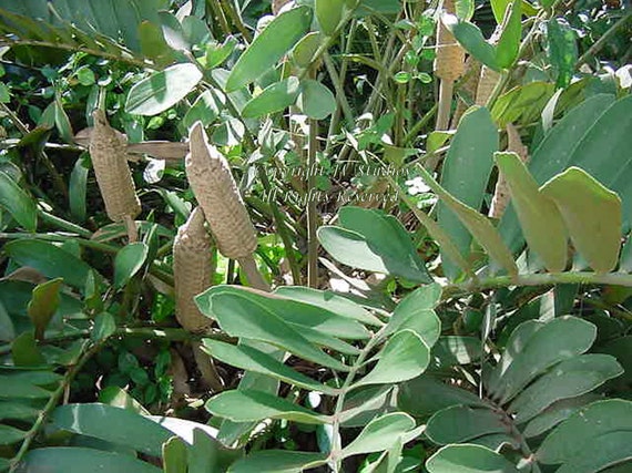 5 seeds Caryota urens Fishtail Palm Tropical Container Gardening Rare-Seed Sale!
