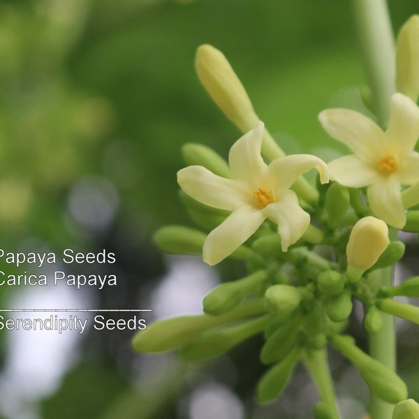 Papaya Tree 20 Heirloom Seeds -Carica Papaya - Perfect for Container Gardening-Standard Or Ornamental