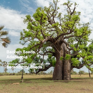 Tropical Seeds -Baobab Tree- 5 Heirloom Seeds  -Rare -Good for Tropical and Bonsai Gardens - Plant Collectors Favorite-Adansonia