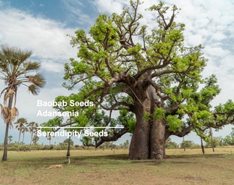 5 semillas de árbol baobab tropical - Las favoritas de los coleccionistas - Adansonia - ¡Compre más y ahorre más! ¡Mezcle y combine!