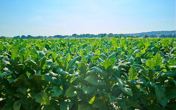 shirazi tobacco Heirloom Seeds- Shirazi Tobacco- 100 Rare Heirloom Organic Seeds -great  Potted Container Plant -lovely Aromatic Blossoms -nicotiana Tobacum