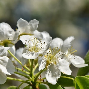 Tropical Seeds - Assam Apple -10 Seeds-- -Docynia Indica