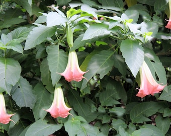 Pink Angels Trumpet- 10 Seeds -Tropical Plant- Container Plant or Outdoor Standard- Brugmansia suaveolens --