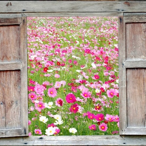 100 Heirloom Flower Seeds - Cosmos Sensation- -Border Gardens -Cut Flowers-Save Big on More Packs -Mix and Match! Sale!