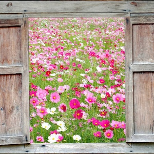 Flower Seeds Cosmos Sensation 100 Heirloom Seeds Border Gardens Cut Flowers image 1