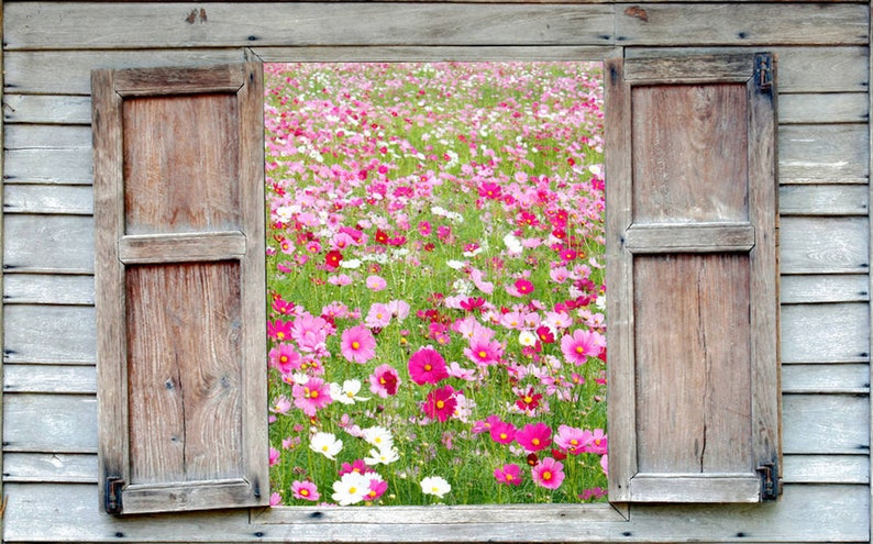 Flower Seeds Cosmos Sensation 100 Heirloom Seeds Border Gardens Cut Flowers image 1