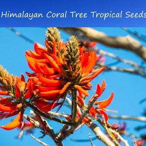 Tropical Seeds -Himalayan Coral Tree- 5 Heirloom Seeds  Erythrina arborescens-Save Big on 2 or More Packs Mix and Match