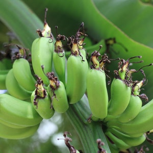 Tropical Seeds-Dwarf Cavendish Banana 10 Seeds Musa Acuminata subsp Burmannica image 4