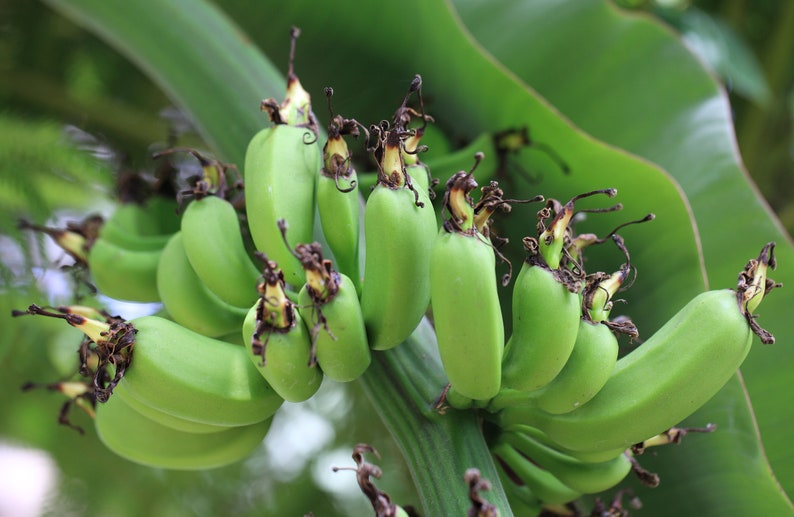 Tropical Seeds-Dwarf Cavendish Banana 10 Seeds Musa Acuminata subsp Burmannica image 4