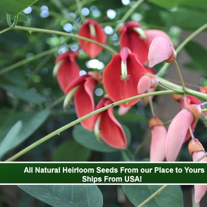 5 Heirloom Tropical Seeds -Cockspur Coral Tree  -  Erythrina crista-galli-Save Big on More Packs -Mix and Match- Sale!