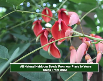 Cockspur Coral Tree- 5 Seeds  Stunning Orange- Red Blooms-For Tropical Seed / Plant Growers-  Erythrina crista-galli