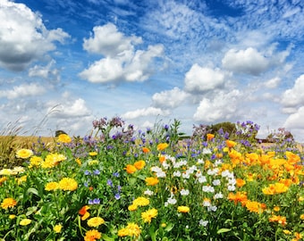 Serendipity's Perennial Flower Garden seed Mix Lots of Color! 250 seeds Starter Pack -Mix Lots of Color!  -Great Cut Flowers!