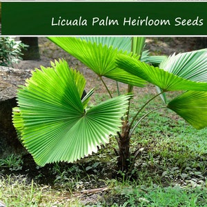 Tropical Palm Seeds  - Licuala 5 Seeds-  -Licuala grandis