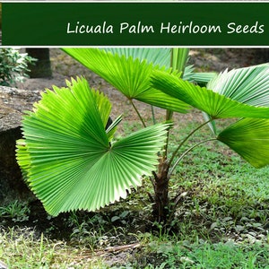Heirloom Tropical Palm Seeds  - Licuala 5 Seeds-  -Licuala grandis--Save Big on More Packs Mix and Match! Sale!
