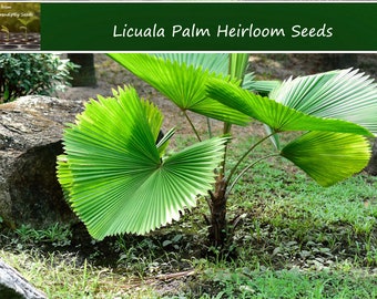 Tropical Palm Seeds  - Licuala 5 Seeds-  -Licuala grandis